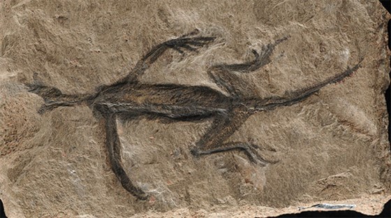 A light-beige slab of sandstone features the dark outlines of a long-limbed lizard-like creature.