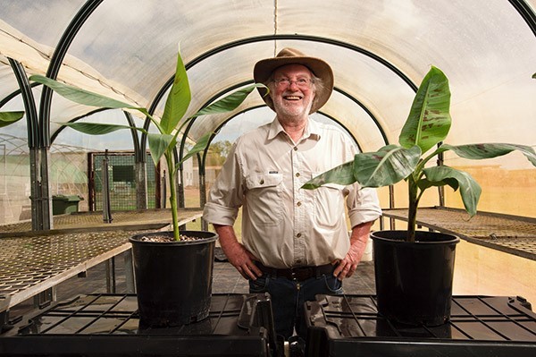 Agricultural scientist James Dale with a cavendish plant (pictured left) and a QCAV-4 banana plant (pictured right)