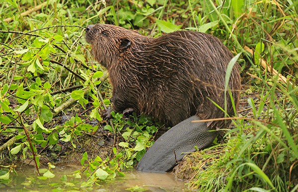 A Eurasian beaver (Castor fiber) in Germany pictured on the shore to feed.