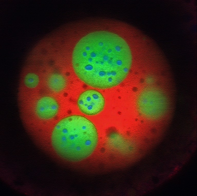Nucelus of an oocyte showing multiphase organization