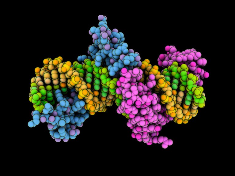 Computer model showing the structure of the murine zinc finger proteins Zif268 (blue, magenta) complexed with synthetic DNA (yellow, green).
