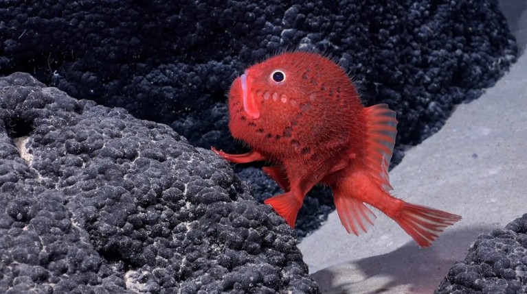 A distinctly strange-looking, bright red fish with a spherical body covered in tiny spikes that give it a furry appearance and fins that look like legs.
