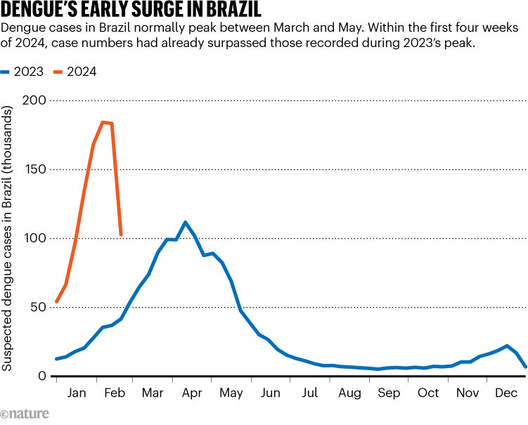 DENGUE’S EARLY SURGE IN BRAZIL. Graphic compares dengue cases in Brazil for 2023 and 2024.