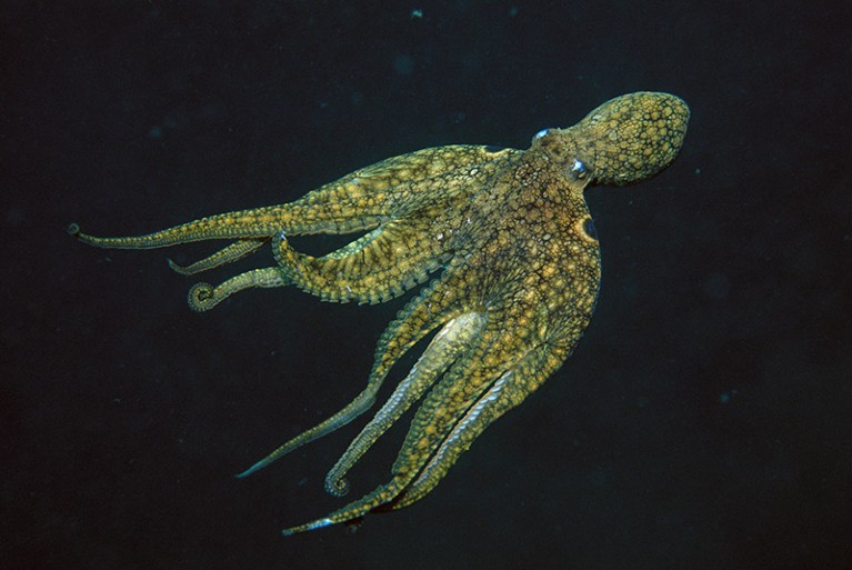 A California Two-spot Octopus pictured swimming underwater of the coast of California.