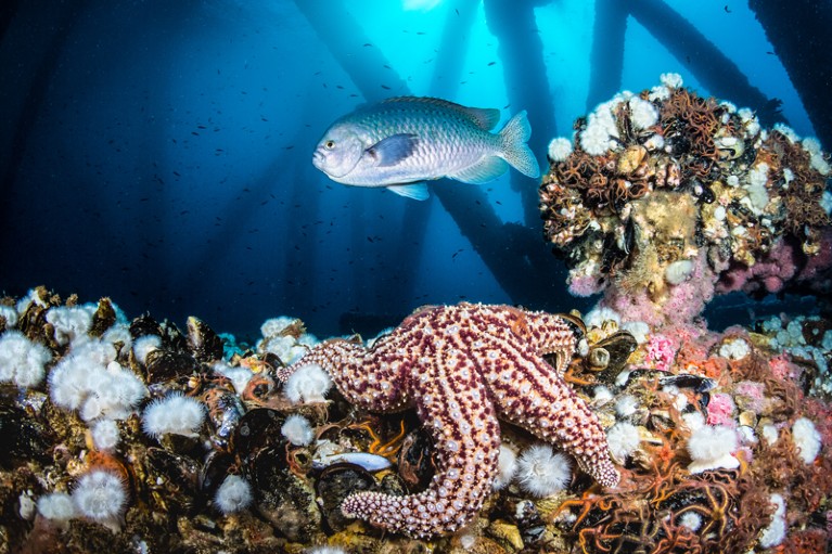 A starfish, blacksmith fish and other marine life covers the underwater structure on the Eureka Oil Rig