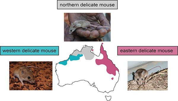 A mouse in a hand with a map of australia
