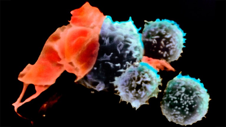 Coloured scanning electron micrograph of T-lymphocyte killer cells attacking a cancer cell.
