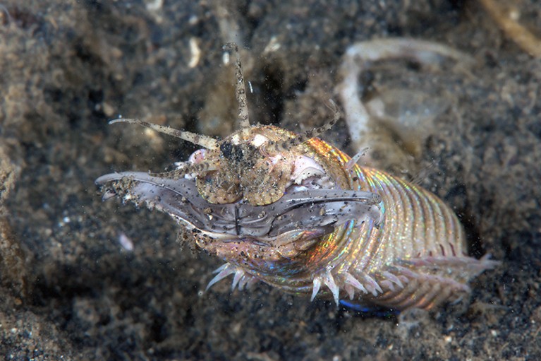 A worm with iridescent pale body, lots of appendages and wide jaws emerges from sediment.
