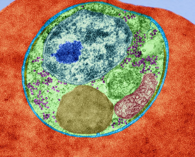 A coloured transmission electron micrograph showing a blue and green cell with several organelles inside a red cell.