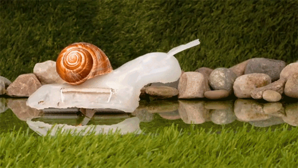 An animated gif of a snail robot. Its soft body is made from a white rubber-like material, wearing a real snail shell. Scissors enter the frame, cutting a strip of material along the robot’s side, which (though only briefly) stops its crawling motion.