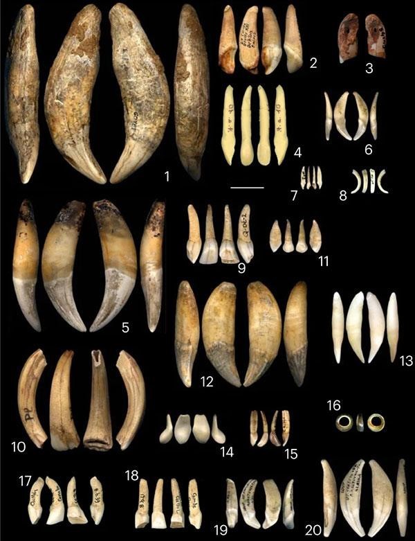 A composite image of various types of teeth used as ornaments identified at occupation and burial sites attributed to the Gravettian.