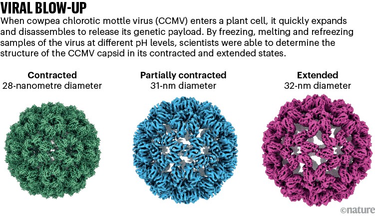VIRAL BLOW UP: infographic showing a viral capsid from contracted to expanded states.