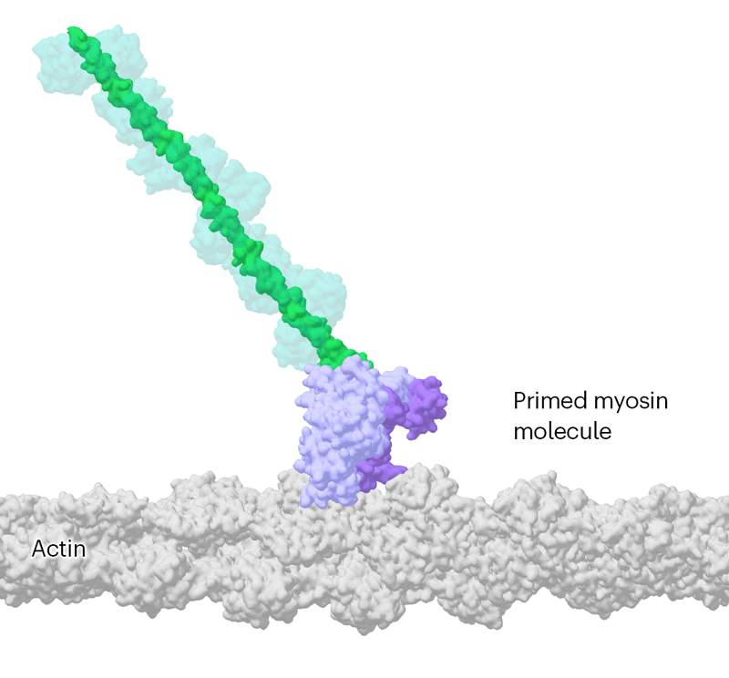 An animated gif showing a 3D molecular structures of a myosin molecule in two states using a lever arm to pull on an actin fillament