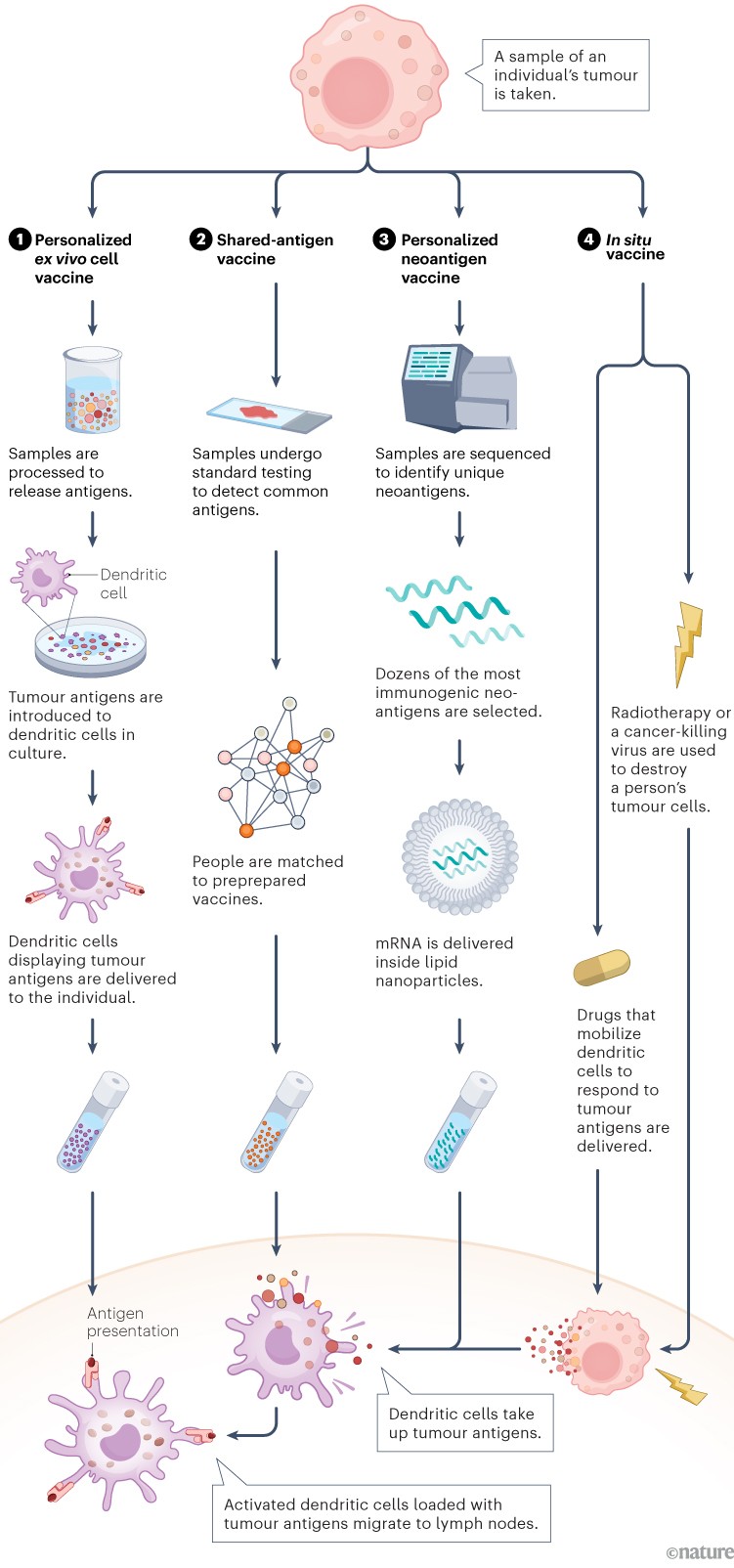 Un'infografica che illustra quattro approcci per presentare gli antigeni alle cellule immunitarie per stimolare una risposta immunitaria.