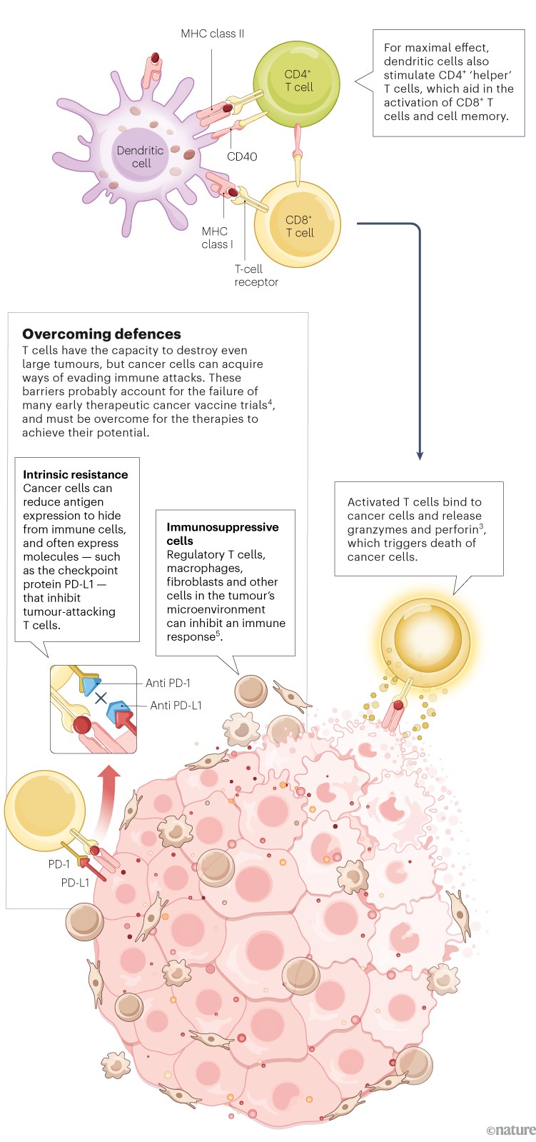 Le cellule dendritiche caricate con antigeni tumorali si legano e attivano le cellule T citotossiche CD8+, che possono quindi sferrare un attacco al tumore.