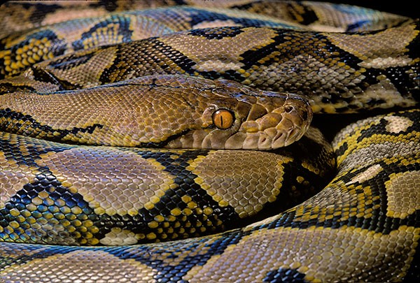 Close up photograph focused and centered on the head of reticulated python (Malayopython reticulatus) in a coiled position