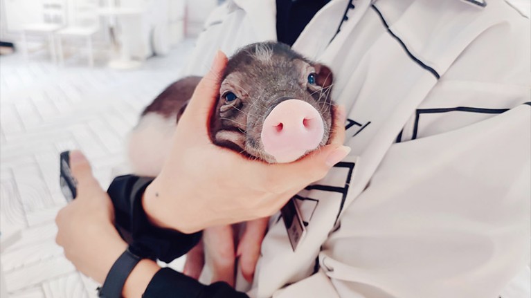 A shopkeeper holds a Bama miniature pig in a cafe offering customers relaxing access to the pet pigs in a shopping mall in Shanghai, China.