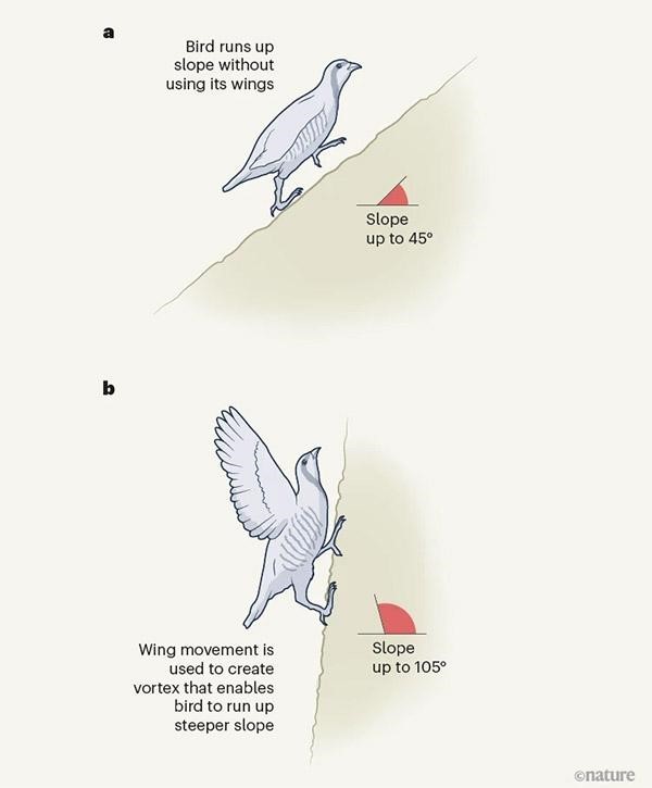 An infographic in two parts. The first image shows a partridge running up a steep slope, its wings folded. The second image shows the same bird running up a near-vertical surface while spreading its wings.