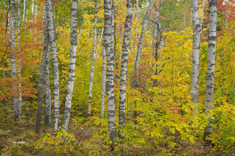 Paper Birch (Betula papyrifera) trees in autumn at Pictured Rocks National Lakeshore, Michigan, in 2019.