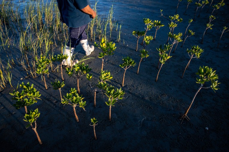 A view of someone's lower body walking through a mangrove restoration nursery