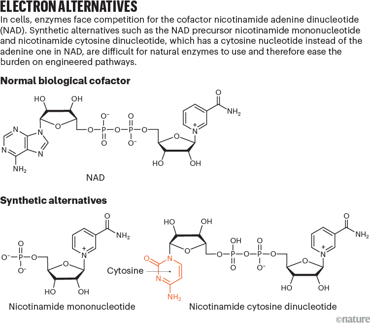 Electron alternatives. A graphic showing the chemical structure for NAD, versus synthetic alternatives.