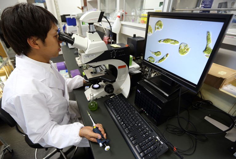 A number of Euglena, single-celled microscopic algae, are displayed on a monitor during a microscope demonstration by a research in a laboratory in the University of Tokyo.
