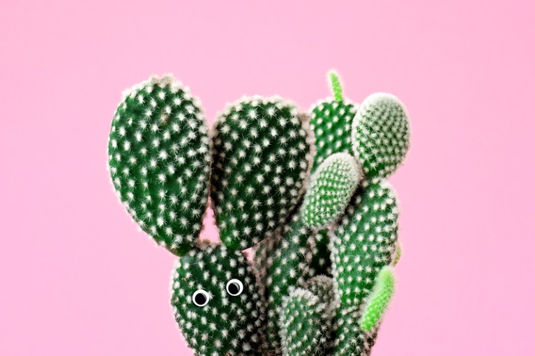 Green "bunny ears" cactus with googly eyes on a bright pink background
