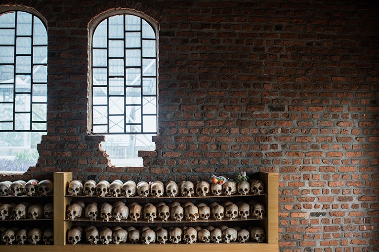 Skulls of the victims of the genocide at Ntarama Church are displayed as a memorial on shelves against a brick wall of the church