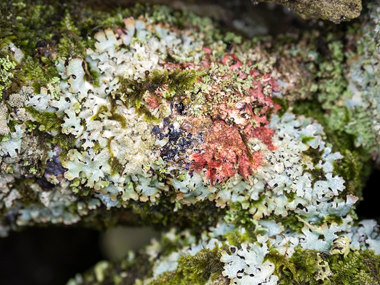 Lichen on a wall in Ambleside, Lake District, UK.