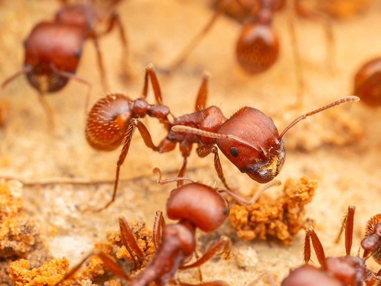 Red Harvester Ant workers clear particles of sand from the entrance to their nest.