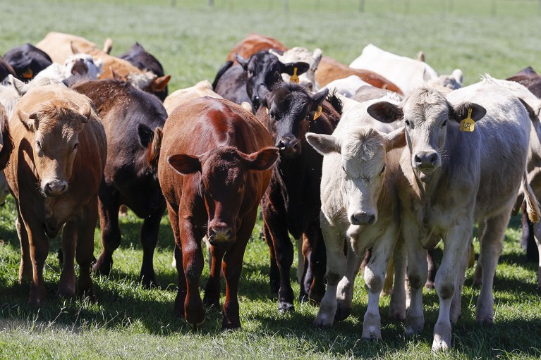2024 年 4 月 2 日，美国德克萨斯州奥斯汀，一群奶牛站在农场的田野里。