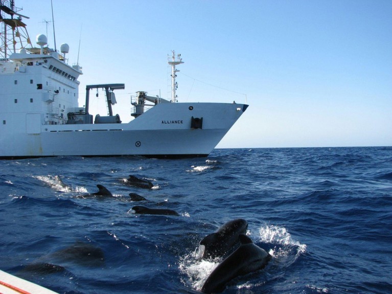 Pilot whales surface near the NATO Research Vessel Alliance during the Biological and Behavioral Studies of Marine Mammals in the Western Mediterranean Sea study.