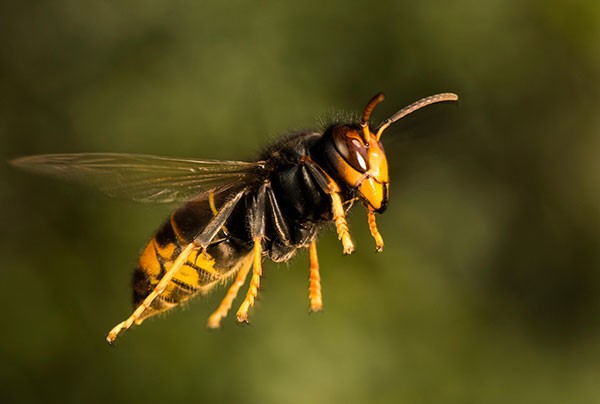 An Asian predatory wasp (Vespa velutina nigrithorax), pictured in flight, in Nantes, France.