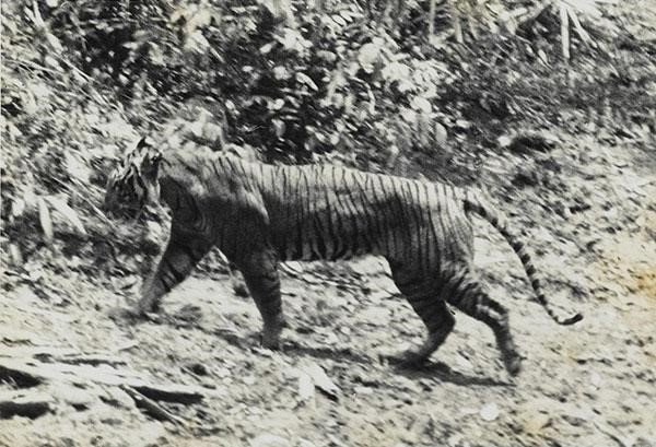 A black-and-white photo of a Javanese tiger walking across a clearing in a forest.