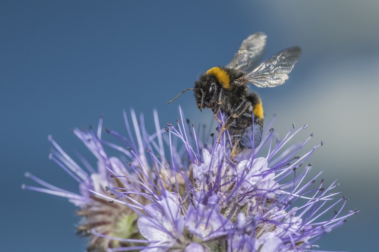 A Buff-tailed bumblebee (Bombus terrestris) harvesting the flower Lacy Phacelia (Phacelia tanacetifolia) in Wales, UK.