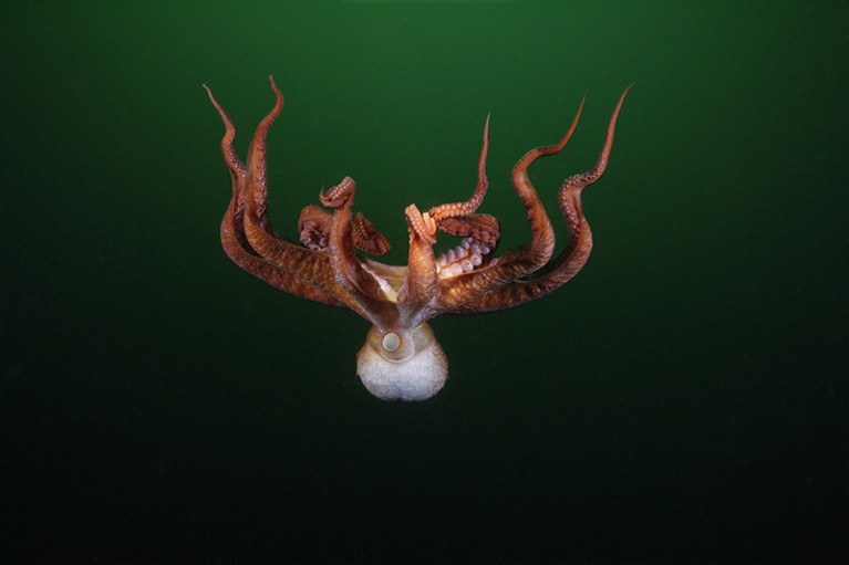 A Pacific Giant Octopus (Enteroctopus dofleini) in the Pacific Ocean off the coast of British Columbia, Canada.