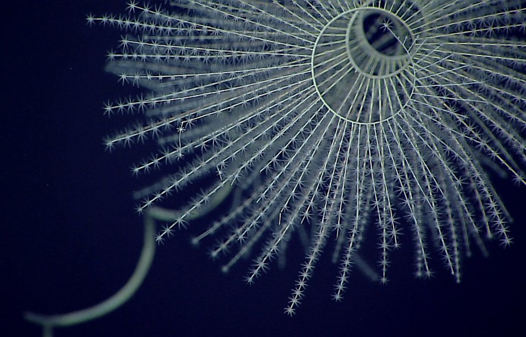 A magnificent coral Iridogorgia magnispiralis, a deep-sea octocorals that are known to be bioluminescent.