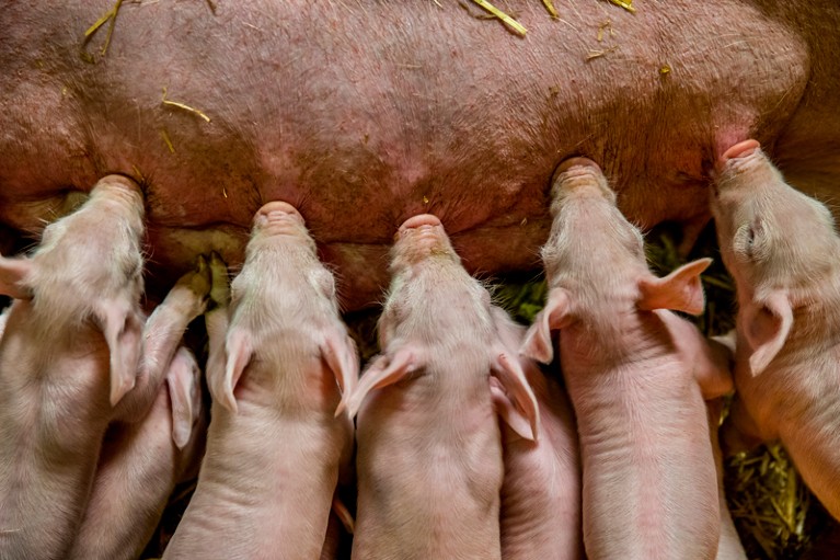 Close-up of piglets suckling from a female pig