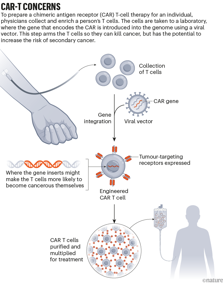 CAR-T concerns: graphic that shows how CAR T cells are engineered for treatment, and how they could become cancerous themselves.