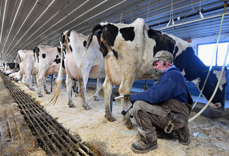 A Tollgate farm employee milks cows in Ancramdale, New York.