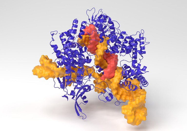 Computer illustration showing the molecular structure of the CRISPR-Cas9 gene editing complex from Streptococcus pyogenes.