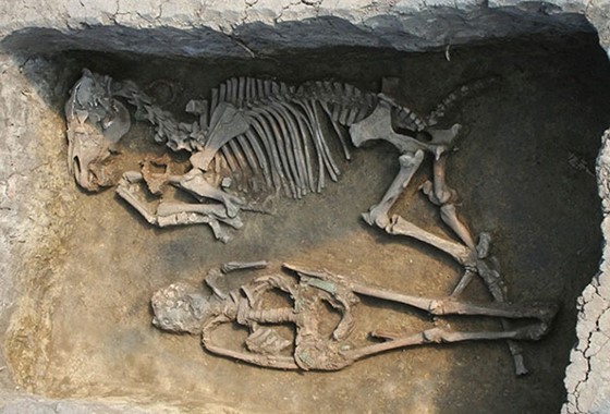 An excavated grave showing two skeletons, one of a horse lying on its side next to a human skeleton