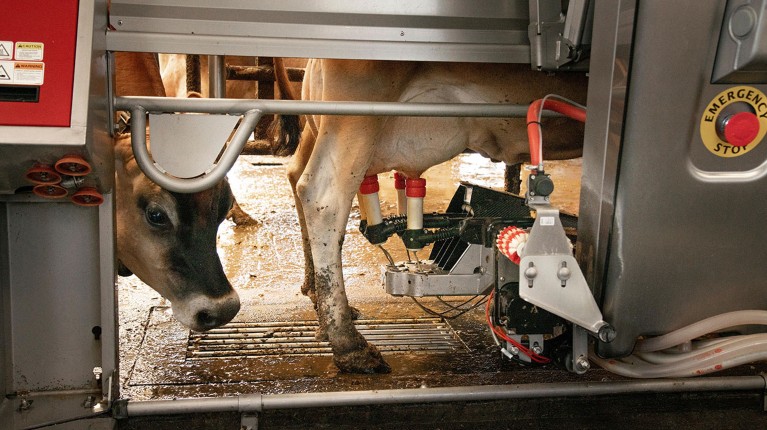 A Robotic milker, milks Jersey dairy cows in the milking parlor at the Twin Brook Creamery August 6, 2019 in Lynden, Washington, USA.