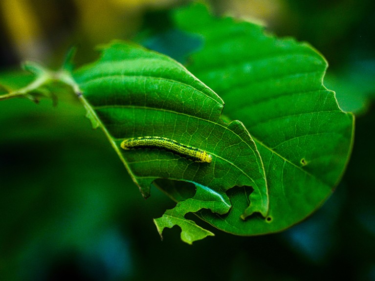 A Monarch butterfly caterpillar in lush foliage in a natural habitat.