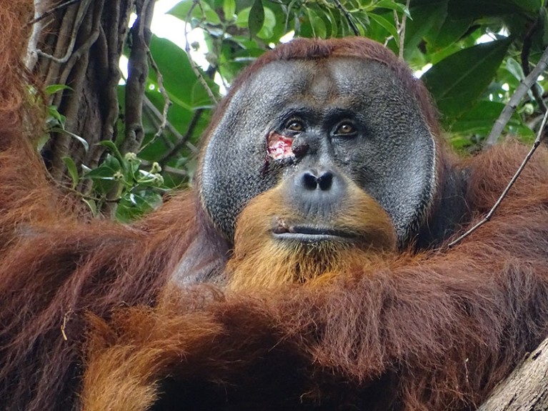 Adult flanged male orangutan sitting in a tree, with a large wound on his right cheek.