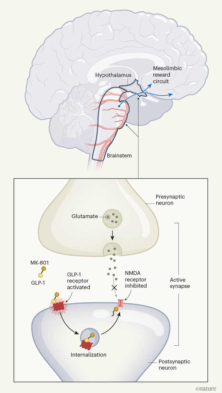 Dual-action obesity drug rewires brain circuits for appetite