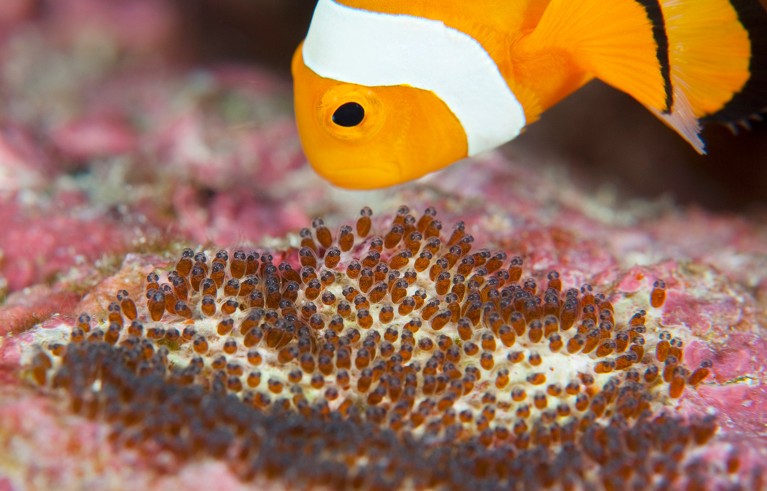 False clown anemonefish (Amphriprion ocellaris) tending its eggs