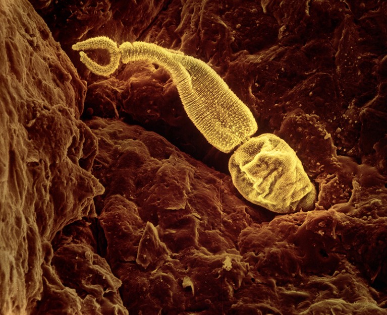 Yellow Schistosoma larva on brown background