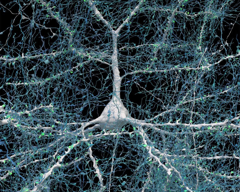 Rendering of a neuron with a round base and many branches, on a black background.