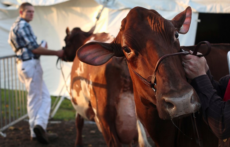 A Red and White Holstein is led into the judging area during the World Dairy Expo in Madison, Wisconsin.